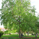 River Birch Live Tree 12–18” Tall - Bareroot Betula nigra - Hardy Deciduous Tree for Zones 4–9 - Ornamental Shade Tree