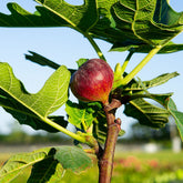 Chicago Hardy Fig Tree – Live Plant (Ficus carica) – Cold Hardy & Self-Fertile – Sweet Edible Fruit – Grows in Ground or Container