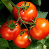 2 Celebrity Tomato Live Plants (Solanum lycopersicum) 6–10" | Popular Slicer | Disease-Resistant Garden Vegetable Starter Plants