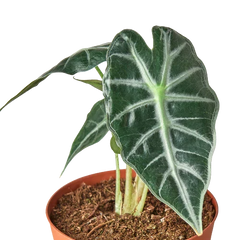 Alocasia Amazonica 'Bambino'