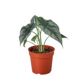 Alocasia Amazonica Reversa | Unique Arrowhead Plant | Moderate Care | House Plant Shop