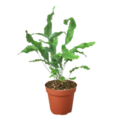 Fern 'Blue Star'