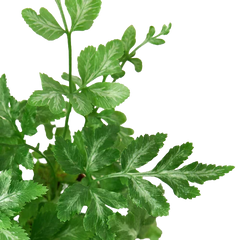 Fern 'Silver Lace'