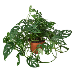 Monstera Adansonii Swiss Cheese | Easy Care Vining Plant | House Plant Shop