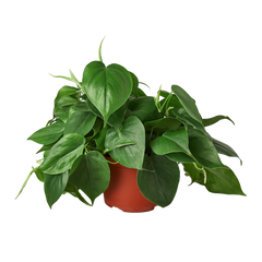 Philodendron Cordatum Heartleaf | Easy Care Climbing Houseplant | House Plant Shop
