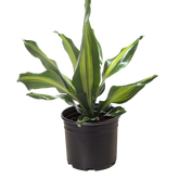Dracaena Golden Heart