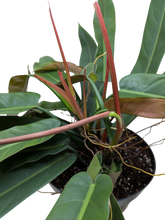 Philodendron Bicolor | Rare Climbing Plant with Velvety Two-Tone Leaves | House Plant Shop