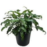 Philodendron Xanadu
