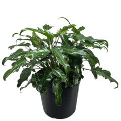 Philodendron Xanadu