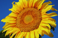 Bulk Mammoth Grey-Stripe Sunflower Seeds | Non-GMO Heirloom Garden Seeds | Perfect for Gardens & Landscapes