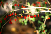 10 Goji Berry Cuttings – Fresh Unrooted Lycium Barbarum for Propagation – Grow Your Own Superfruit Plant at Home or Garden