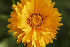 Coreopsis Seeds | Lance Leaf Variety | Non-GMO | Wildflower Seeds | Coreopsis lanceolata