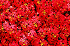 Teal Alyssum Seeds | Carpet Flower | Sweet Flowers | Brassicaceae