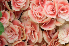 Dreamscape Blend Begonia Seeds - Non-GMO Flower Seeds, 45 or 125 Seeds, Colorful Begonia Varieties for Gardening