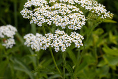 White Yarrow Seeds, Achillea millefolium, 12-36 Inches Tall, Fragrant White Blooms, Drought Tolerant, USDA Zones 3-9, Non-GMO