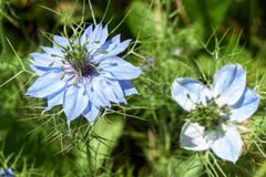 Black Cumin Seeds, Nigella sativa, Heirloom, Culinary Herb, 8-12 Inches Tall, USDA Zones 3-9, Non-GMO