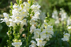 Snowflake Snapdragon Seeds, Antirrhinum majus, 30-36 Inches Tall, Pure White Blooms, Attracts Pollinators, USDA Zones 3-9, Non-GMO