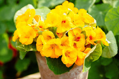 Moonlight Nasturtium Seeds | Creamy Yellow Blooms | Trailing Vines | Edible Flowers | | Heirloom
