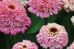 Zinderella Lilac Zinnia Seeds - 100+ Double Bloom Seeds - USA Grown - - Cut Flower Garden - Butterfly Magnet - Easy Grow