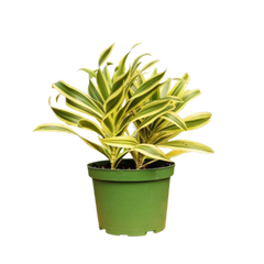 1 Mystery Plant Monthly Subscription Box