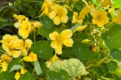 Moonlight Nasturtium Seeds | Creamy Yellow Blooms | Trailing Vines | Edible Flowers | | Heirloom