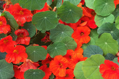 Empress Of India Nasturtium Seeds | Crimson Blooms | Edible Flowers | Non-GMO | | Compact & Fragrant