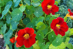 Empress Of India Nasturtium Seeds | Crimson Blooms | Edible Flowers | Non-GMO | | Compact & Fragrant