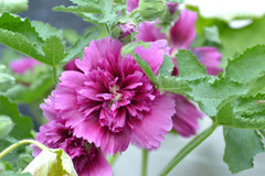 Queeny Purple Hollyhock Seeds | Magenta Blooms | Attracts Pollinators | Non-GMO | | Biennial