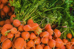 Parisian Carrot Seeds | Daucus Carota | Heirloom Vegetable Seeds | Organic, Non-GMO, Easy to Grow