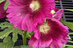 Queeny Purple Hollyhock Seeds | Magenta Blooms | Attracts Pollinators | Non-GMO | | Biennial
