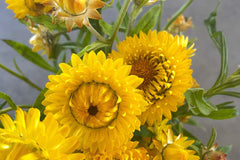 Golden Yellow Strawflower Seeds | Everlasting Blooms | Cut & Dried Flowers | Non-GMO | | Easy to Grow
