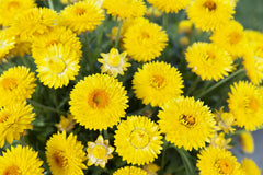 Golden Yellow Strawflower Seeds | Everlasting Blooms | Cut & Dried Flowers | Non-GMO | | Easy to Grow