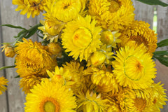 Golden Yellow Strawflower Seeds | Everlasting Blooms | Cut & Dried Flowers | Non-GMO | | Easy to Grow