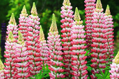Chatelaine Lupine Seeds | Rosy Pink & White Flowers | Attracts Hummingbirds & Butterflies | Non-GMO | | Perennial