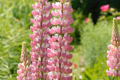 Chatelaine Lupine Seeds | Rosy Pink & White Flowers | Attracts Hummingbirds & Butterflies | Non-GMO | | Perennial