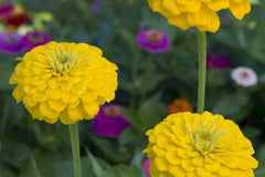 Canary Bird Zinnia Seeds | Bright Yellow Flowers | Attracts Bees & Butterflies | Non-GMO | | Easy to Grow