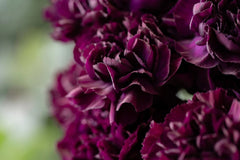 Grenadin King of Blacks Carnation Seeds | Deep Purple Blooms | Fragrant Heirloom | Attracts Pollinators |