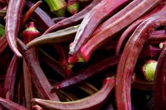 Red Burgundy Okra Seeds - 25 Pack - Red Velvet Variety, Royal Burgundy, Abelmoschus esculentus