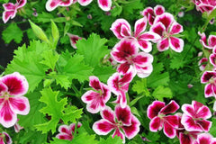 Citrosa Geranium - 25 Seeds Mosquito Repellent Plants - USA Grown - Fragrant Foliage - Butterfly Friendly - Easy Care