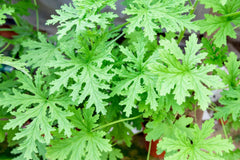 Citrosa Geranium - 25 Seeds Mosquito Repellent Plants - USA Grown - Fragrant Foliage - Butterfly Friendly - Easy Care