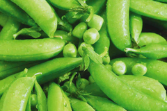 Sugar Snap Pea Seeds | NON-GMO | Original Snap Pea Variety | Pisum sativum