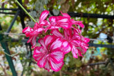 Precision Burgundy Ice Ivy Leaf Geranium Seeds, 25+ Flower Seeds, Trailing Blooms, Full Sun, Container & Hanging Baskets