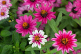 Profusion Cherry Bicolor Zinnia Seeds - 100+ Dual-Tone Blooms - USA Grown - - Disease Resistant - Butterfly Garden