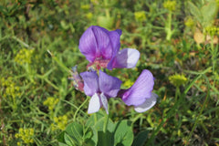 Perennial Sweet Pea 50 Seeds - Lathyrus Nervosus - Fragrant Vine - - Cottage Garden - Trellis Climber - Non-GMO