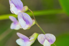 Perennial Sweet Pea 50 Seeds - Lathyrus Nervosus - Fragrant Vine - - Cottage Garden - Trellis Climber - Non-GMO