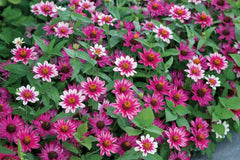 Profusion Cherry Bicolor Zinnia Seeds - 100+ Dual-Tone Blooms - USA Grown - - Disease Resistant - Butterfly Garden