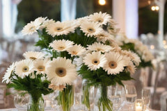 White Gerbera Daisy Seeds - 200+ Seeds - USA Grown - Large Blooms - Pollinator Friendly - - Garden or Container Planting