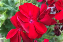 Precision Red Ice Ivy Leaf Geranium Seeds – 25+ Seeds – Vibrant Blooms – USA Grown – – Easy to Grow – USDA Zones 10-11