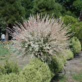 Dappled Willow Tree 1–2 ft | Bare Root Live Tree | Salix integra ‘Hakuro Nishiki’ | Tricolor Leaves | Fast Growing Ornamental Shrub