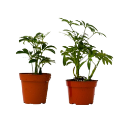 2 Different Schefflera Plants Variety Pack - 4" Pot